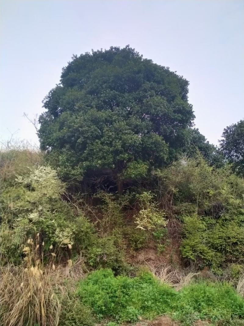 杨梅苗