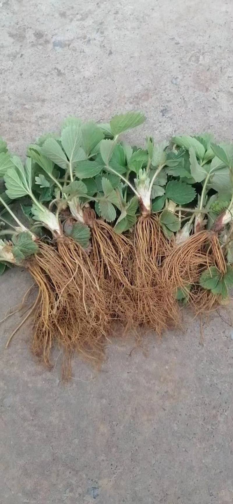 宁玉草莓苗大叶宁玉草莓苗脱毒无水淹签订合同现地起苗