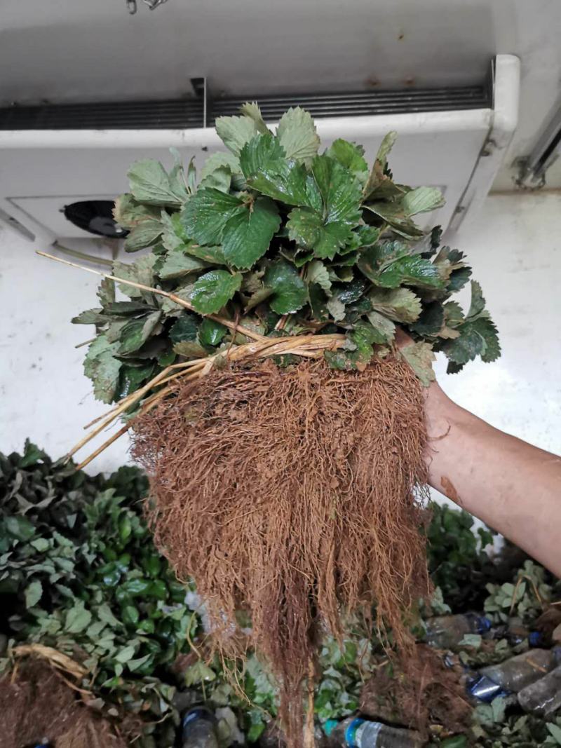宁玉草莓苗大叶宁玉草莓苗脱毒无水淹签订合同现地起苗