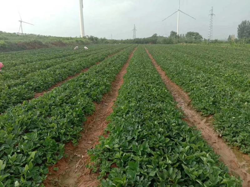 宁玉草莓苗大叶宁玉草莓苗脱毒无水淹签订合同现地起苗