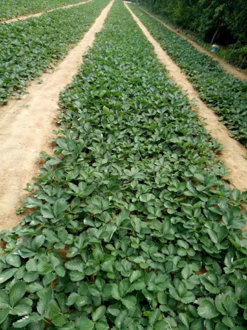 宁玉草莓苗大叶宁玉草莓苗脱毒无水淹签订合同现地起苗