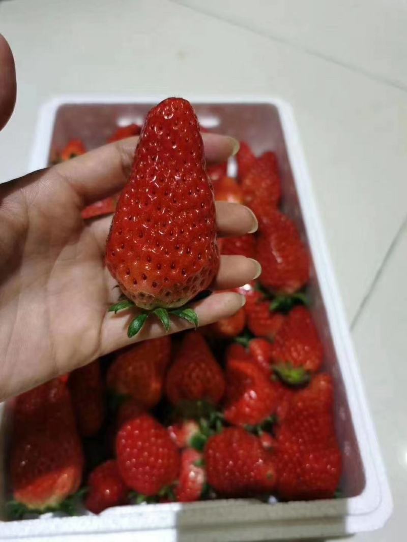 宁玉草莓苗大叶宁玉草莓苗脱毒无水淹签订合同现地起苗