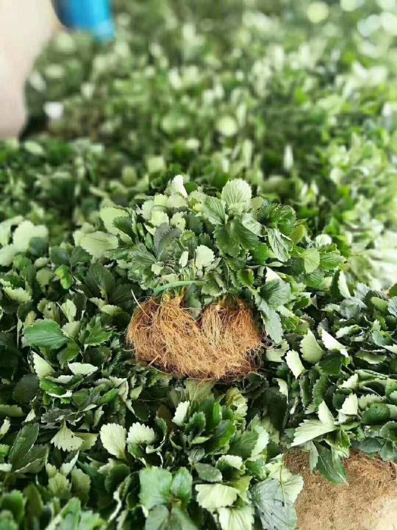 宁玉草莓苗大叶宁玉草莓苗脱毒无水淹签订合同现地起苗