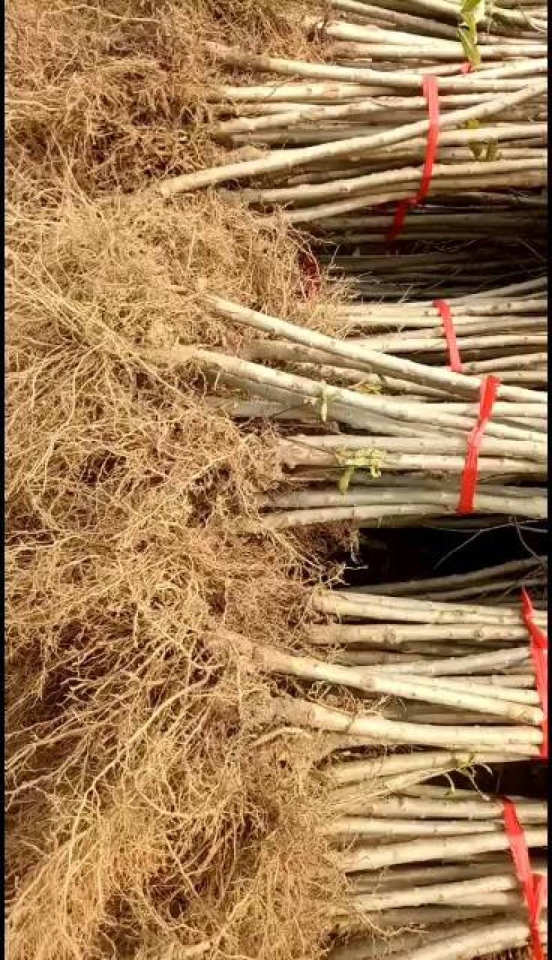 蒙阳红甜石榴，大果酸甜石榴，牡丹花石榴树苗正品签约直发