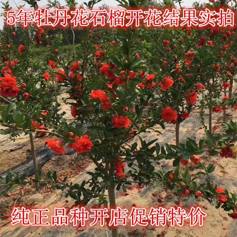蒙阳红甜石榴，大果酸甜石榴，牡丹花石榴树苗正品签约直发