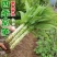 【尖叶白皮莴笋种子】种植户大田莴苣蔬菜籽二白皮莴笋种子