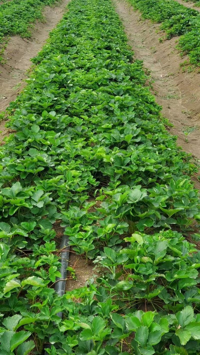 草毒苗种植基地现挖现卖根系发达妙七章姬红颜宁玉隋株妙三