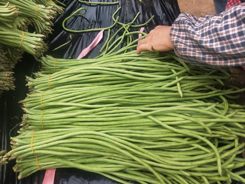 贵州精品铁豇豆