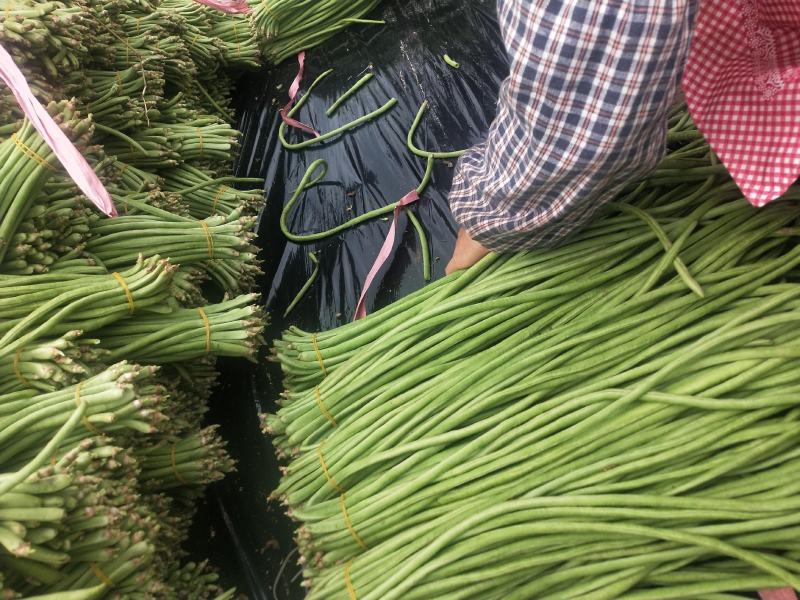 贵州精品铁豇豆