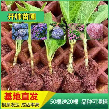 50棵顺丰包邮云南昆明斗南八仙无尽夏花苗绣球苗观赏植物