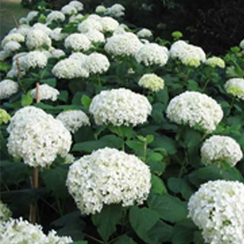 50棵顺丰包邮云南昆明斗南八仙无尽夏花苗绣球苗观赏植物