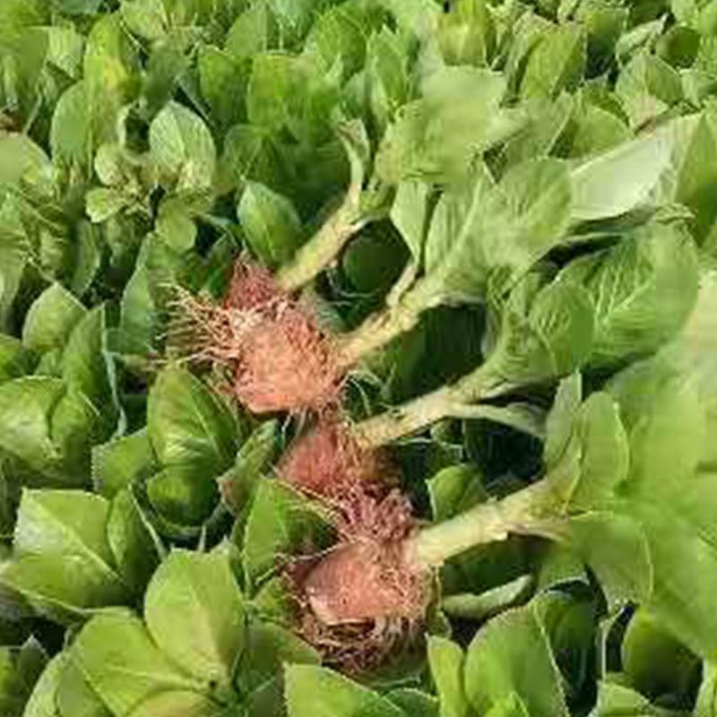 50棵顺丰包邮云南昆明斗南八仙无尽夏花苗绣球苗观赏植物