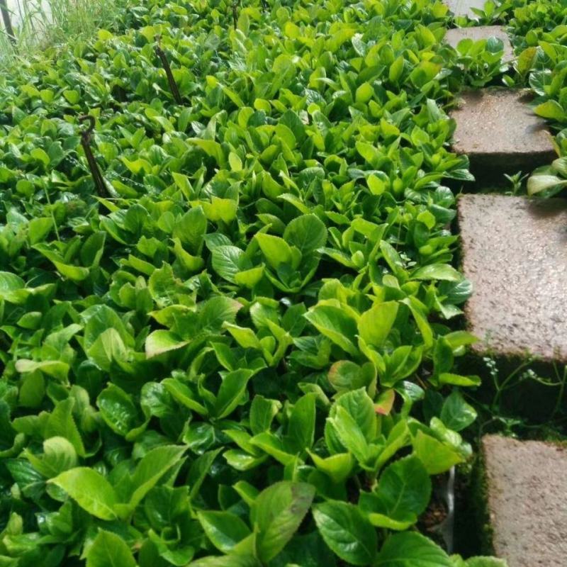 50棵顺丰包邮云南昆明斗南八仙无尽夏花苗绣球苗观赏植物