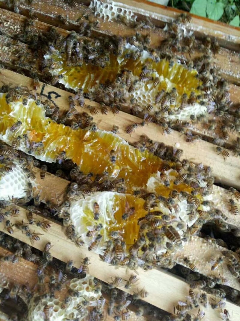 中蜂蜂蜜，纯中蜂百花蜜，
