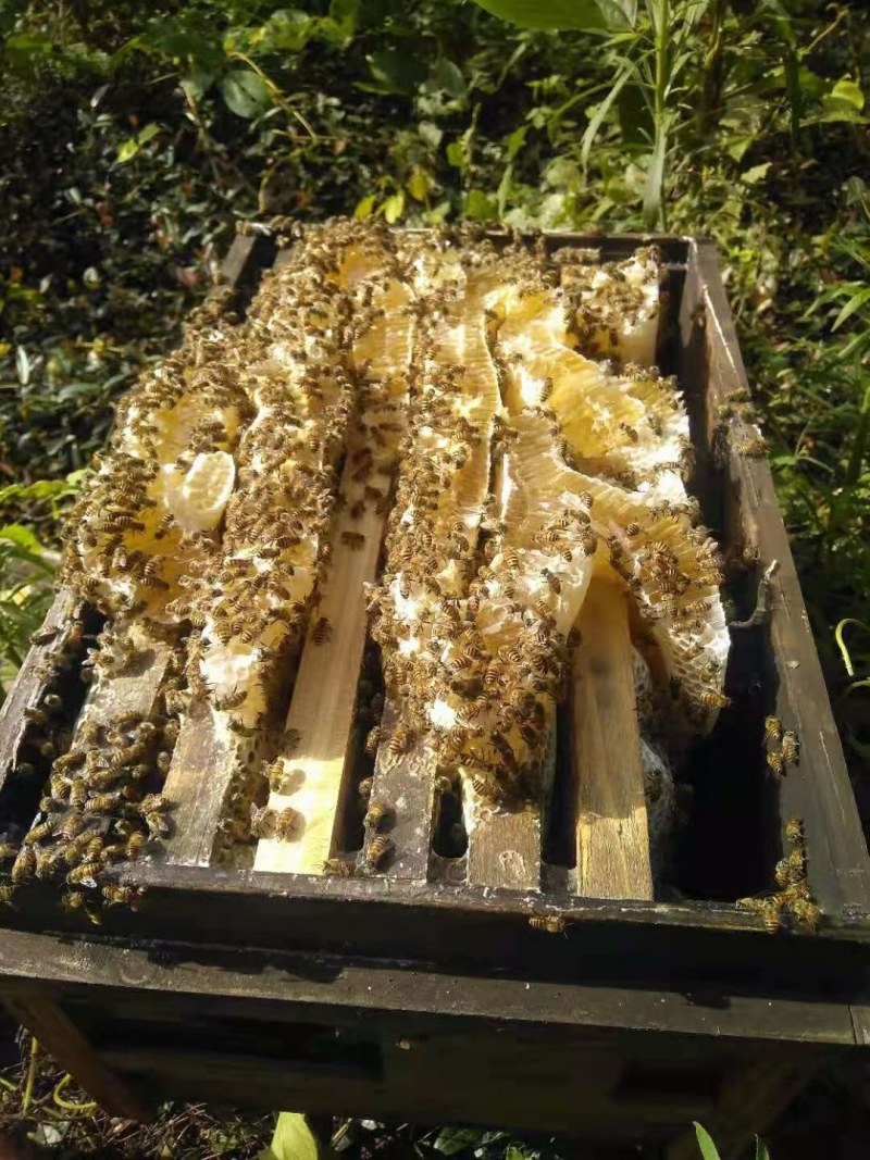 中蜂蜂蜜，纯中蜂百花蜜，