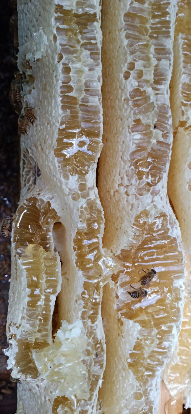 中蜂蜂蜜，纯中蜂百花蜜，