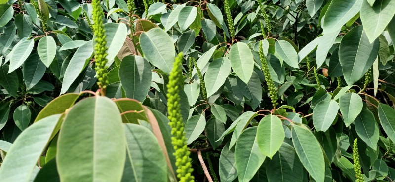 中蜂蜂蜜，纯中蜂百花蜜，