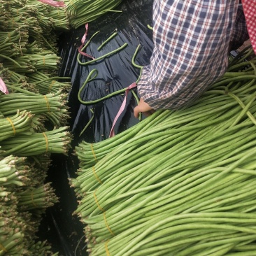 贵州精品铁豇豆