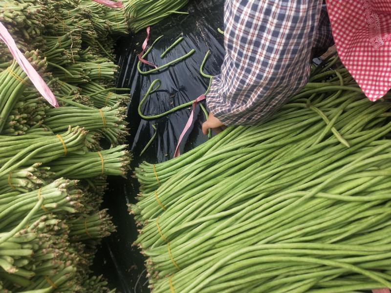 贵州精品铁豇豆