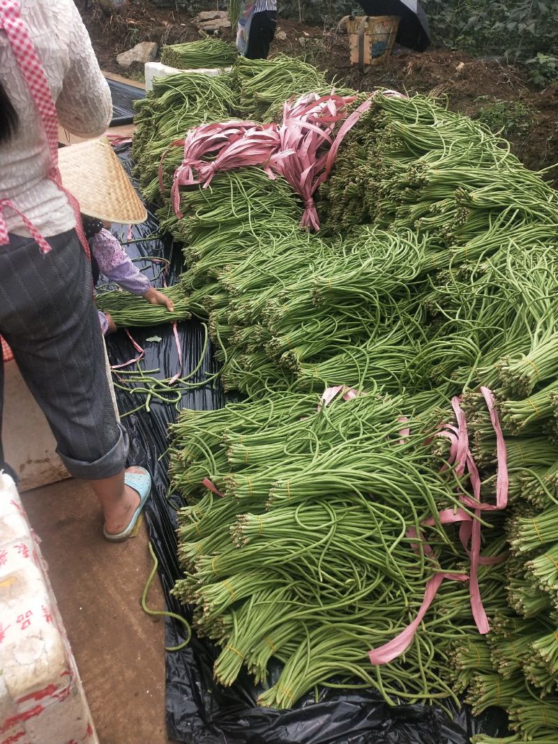 贵州精品铁豇豆