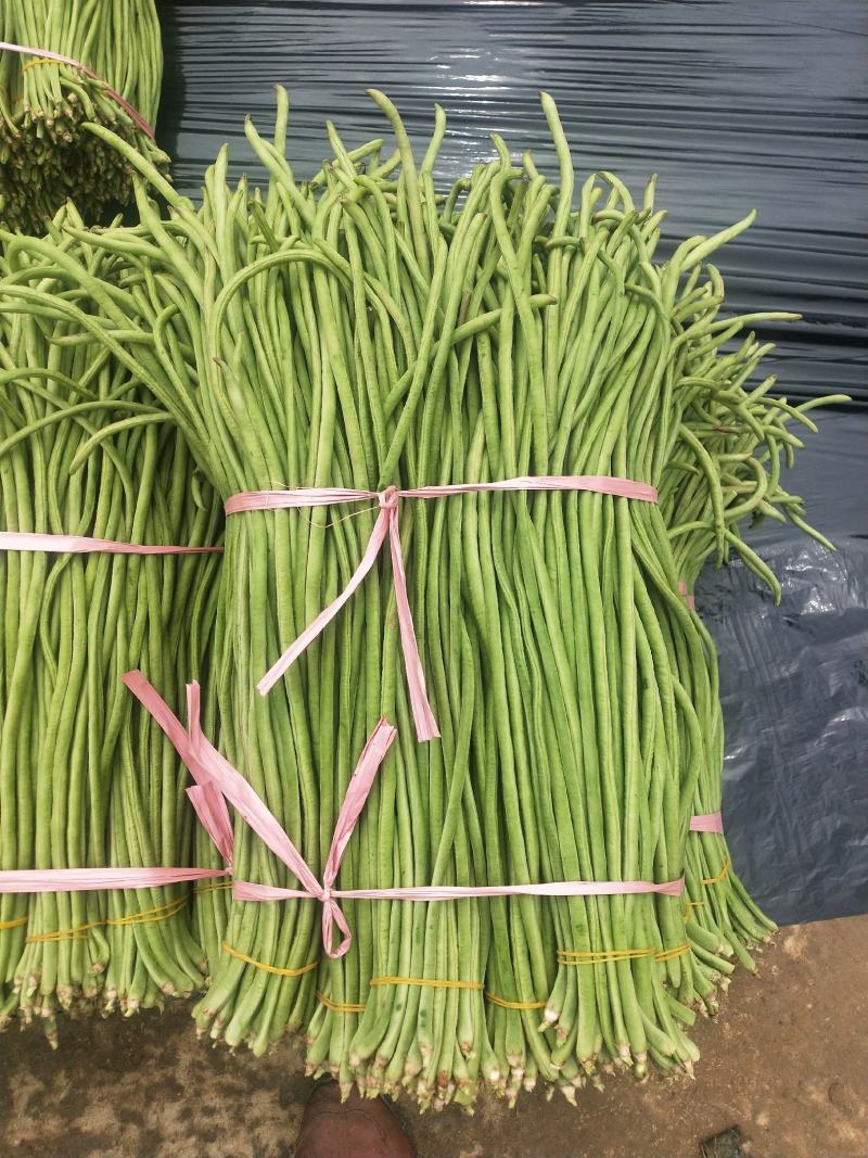 贵州精品铁豇豆