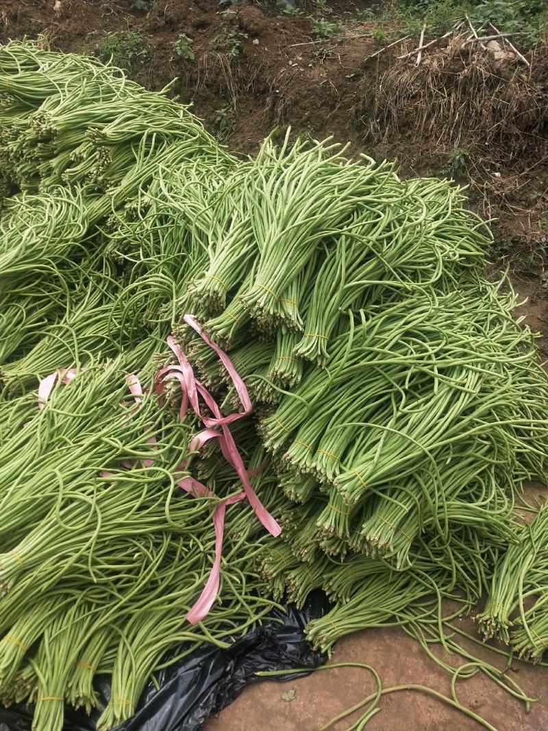 贵州精品铁豇豆