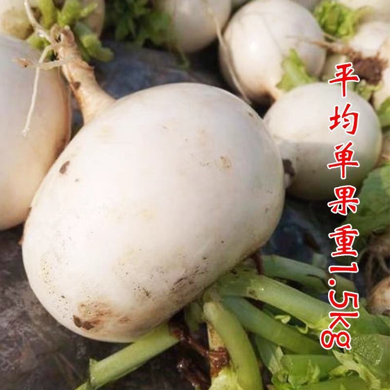 圆白萝卜种子南韩水晶萝卜种籽冰糖糖晶白皮水果籽四季蔬