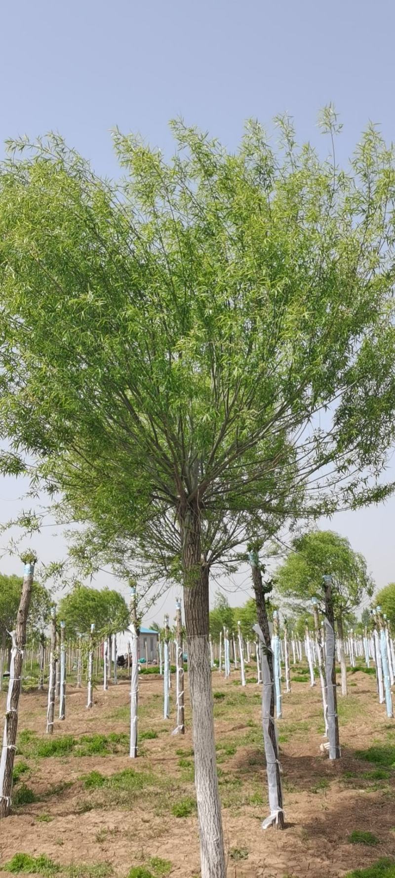 【热卖】山东柳树馒头柳基地直供货源充足欢迎咨询