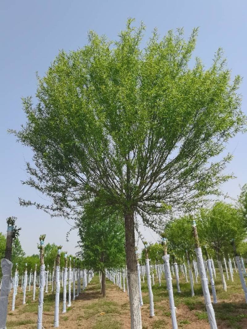 【热卖】山东柳树馒头柳基地直供货源充足欢迎咨询