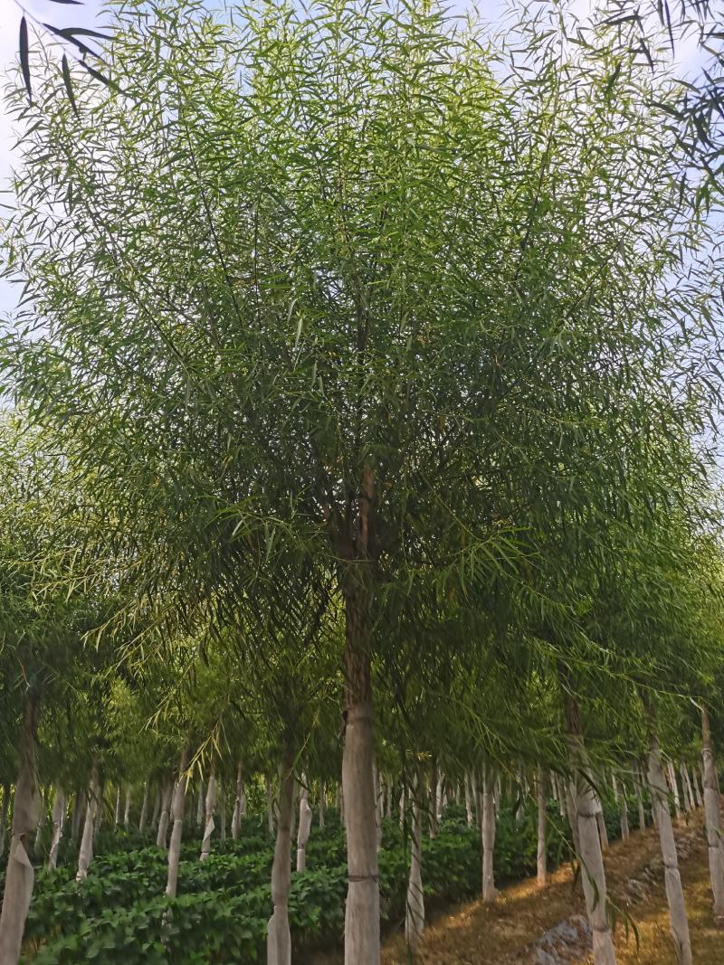 【热卖】山东柳树馒头柳基地直供货源充足欢迎咨询