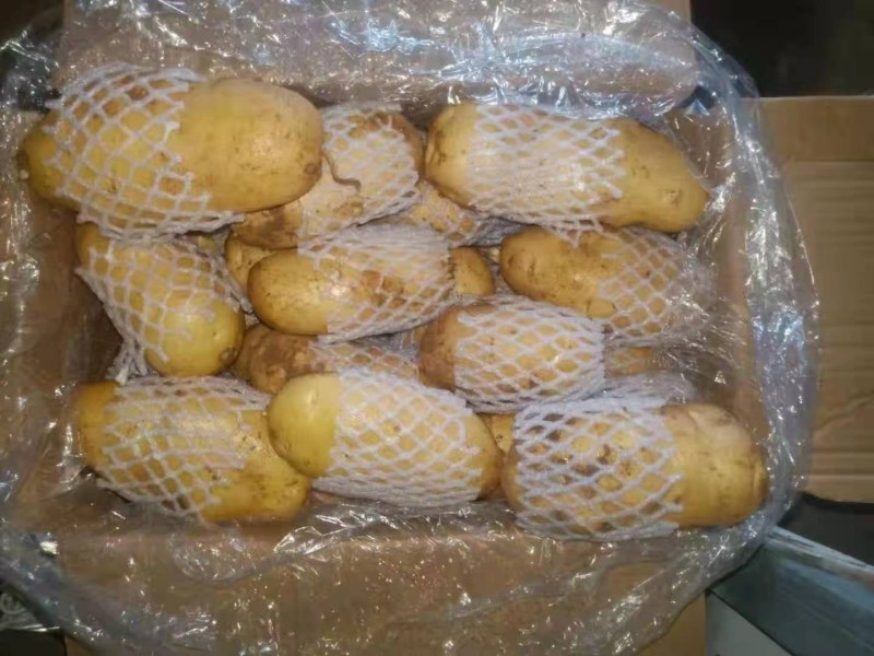 冷库荷兰十五土豆大量销售全国发货，价格不高，一手货源