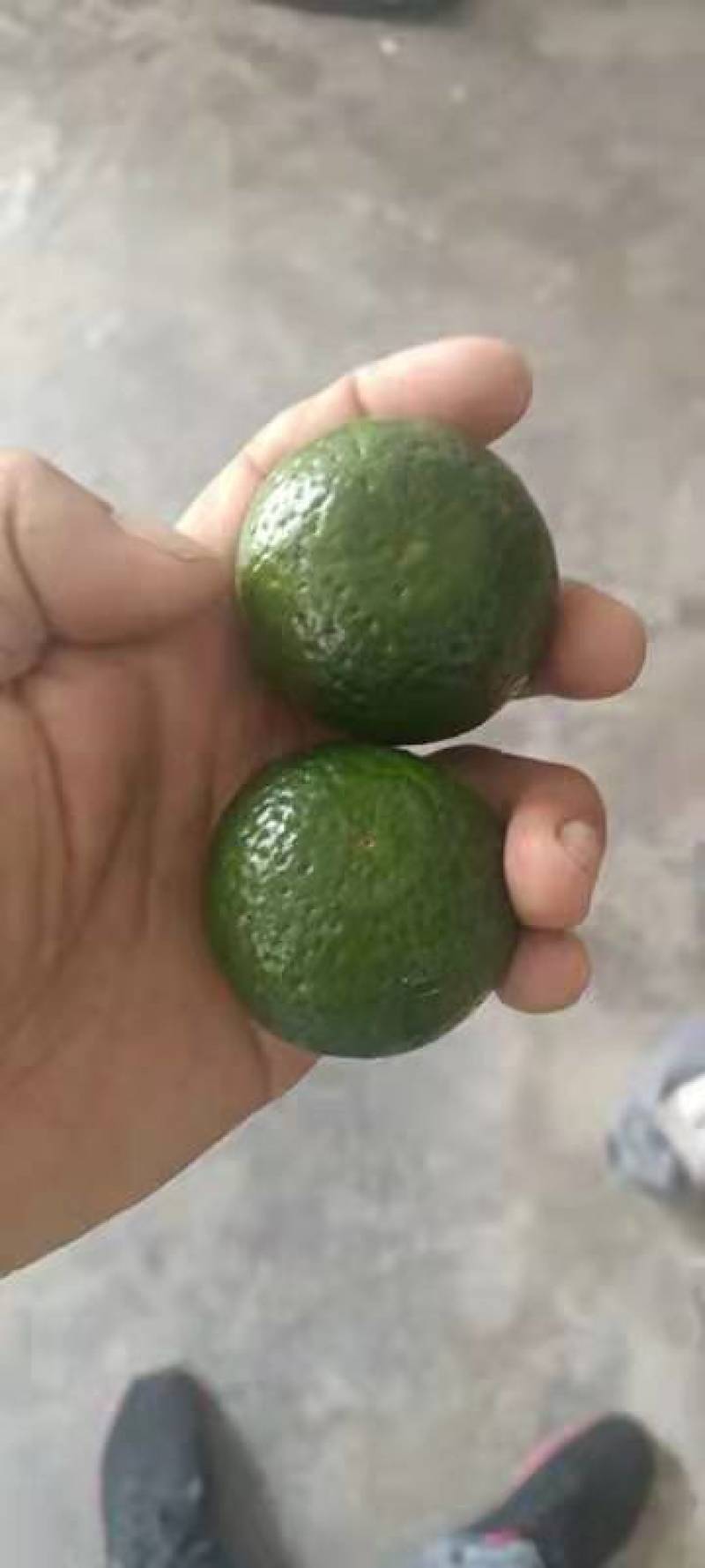 广东陈皮柑小青柑新会柑4.5～5cm