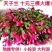 地摊货跑江湖展会蟹爪兰蟹爪莲山东基地直销苗价格优惠批发价