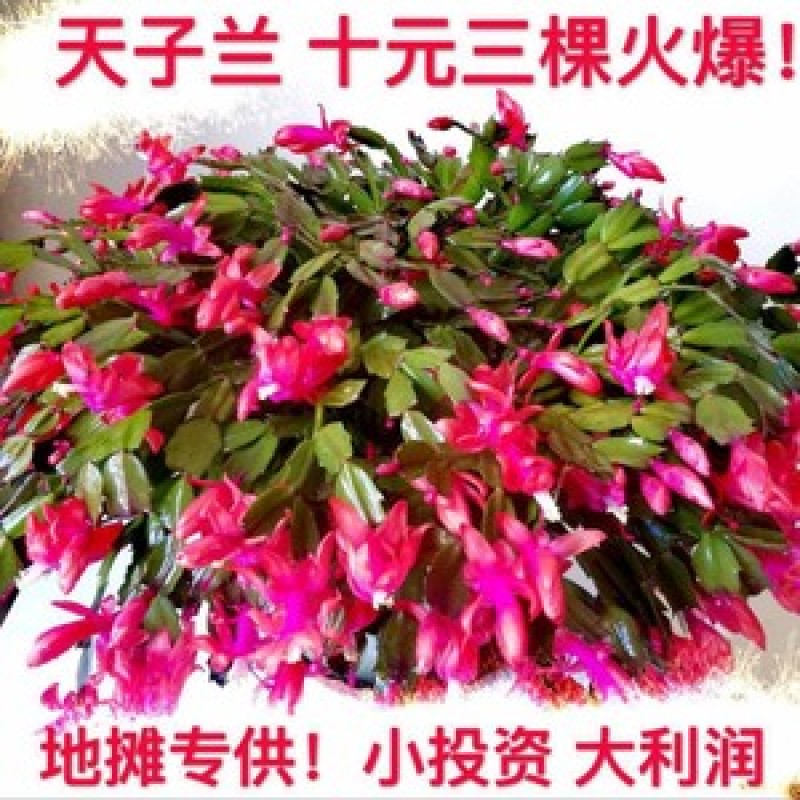 地摊货跑江湖展会蟹爪兰蟹爪莲山东基地直销苗价格优惠批发价