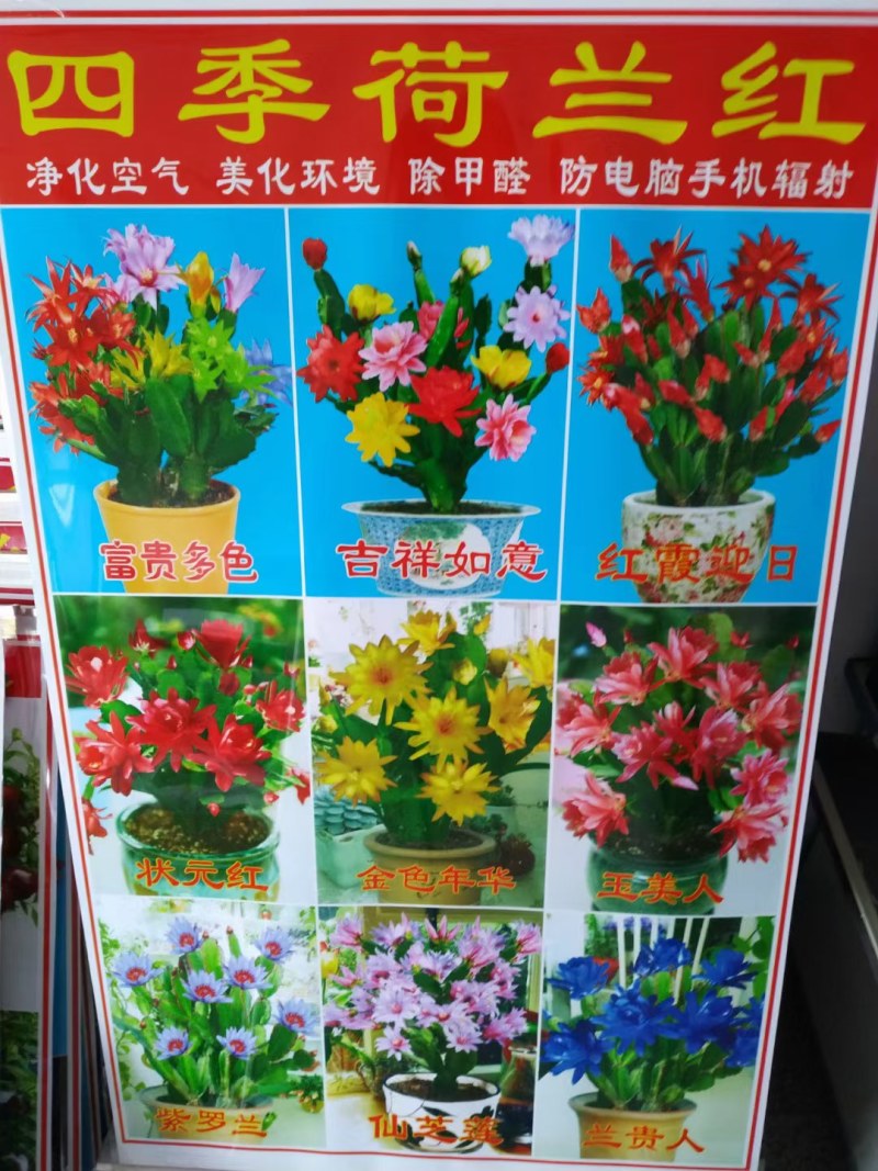 地摊货跑江湖展会蟹爪兰蟹爪莲山东基地直销苗价格优惠批发价