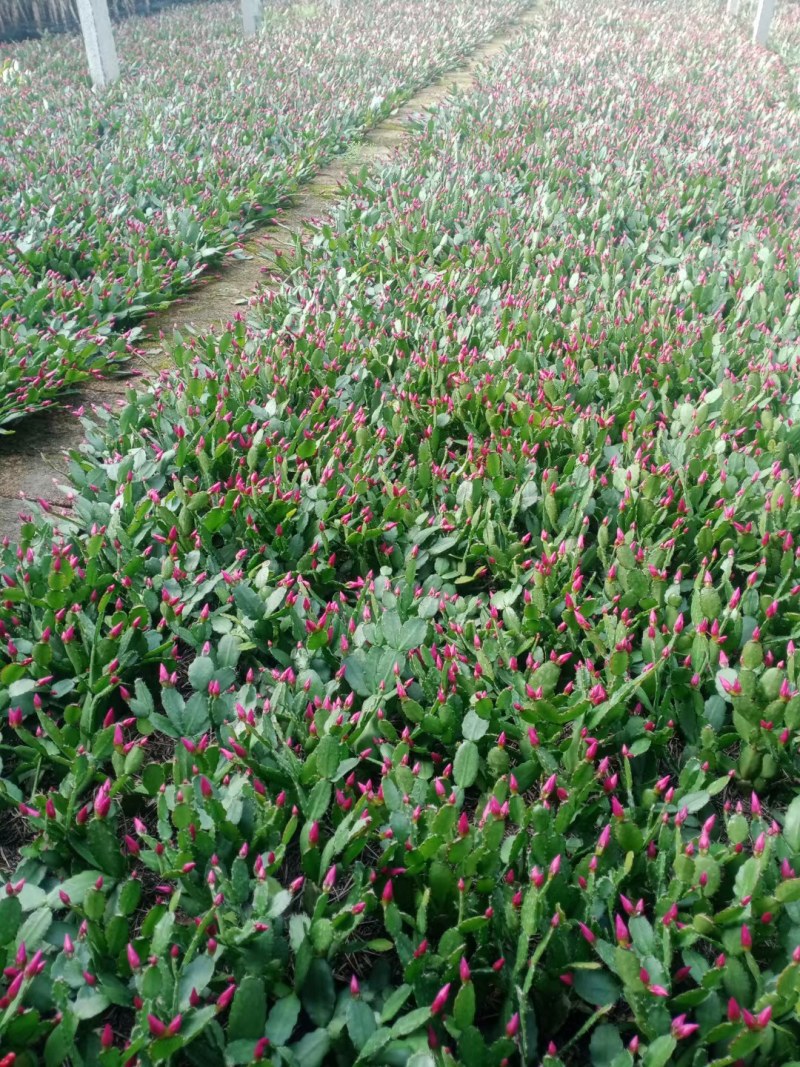 地摊货跑江湖展会蟹爪兰蟹爪莲山东基地直销苗价格优惠批发价