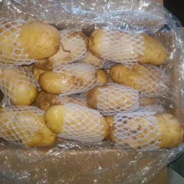 冷库黄心荷兰土豆大量出库，货源充足，全国发货，质量保证，