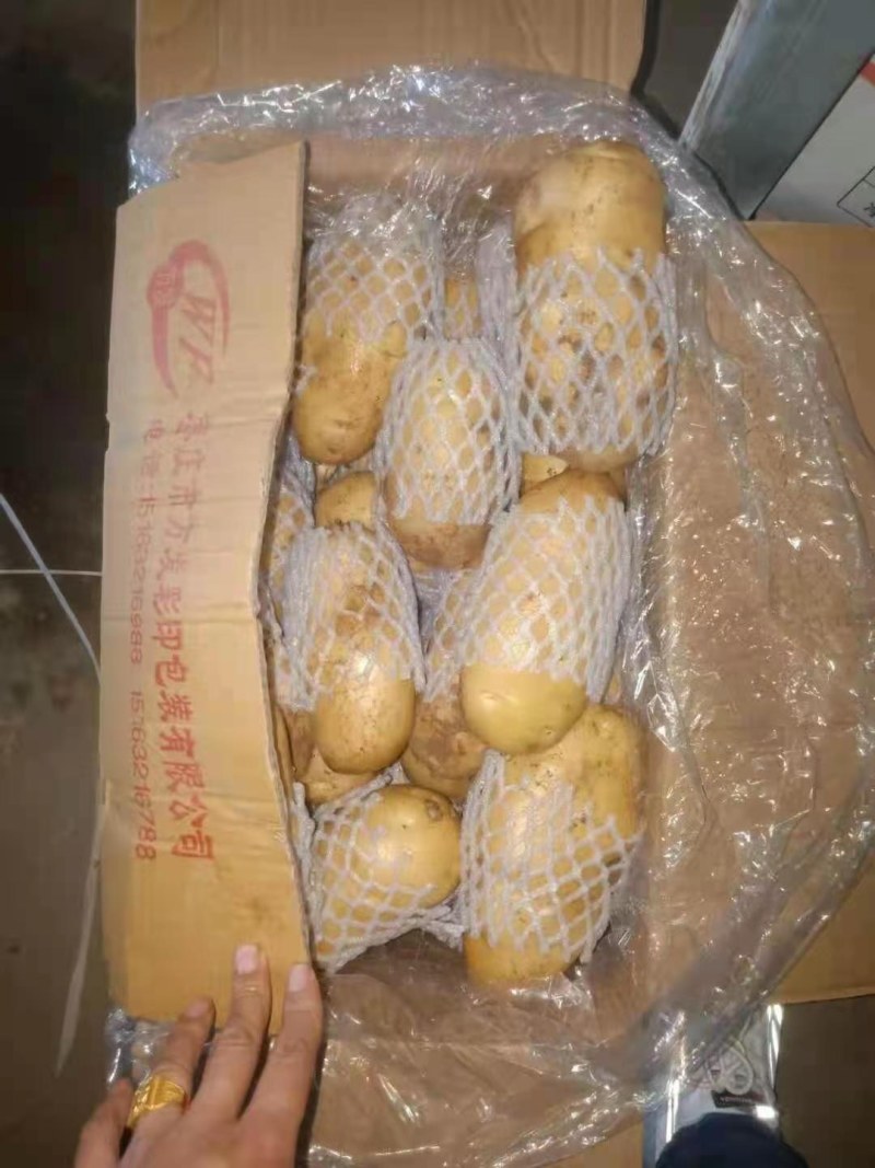冷库黄心荷兰土豆大量出库，货源充足，全国发货，质量保证，