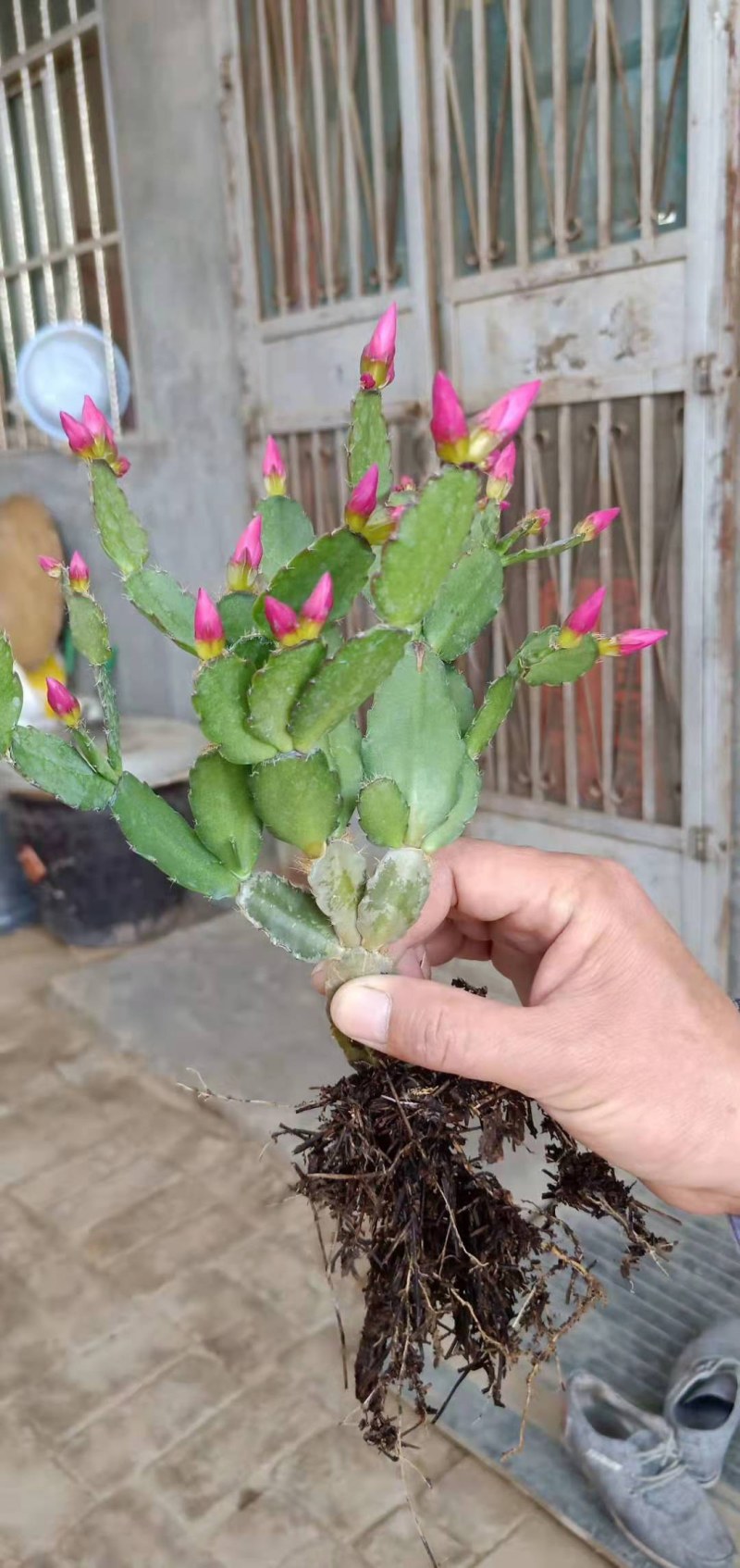 观花精品蟹爪兰苗跑江湖展会地摊批发蟹爪兰基地荷兰红包邮价