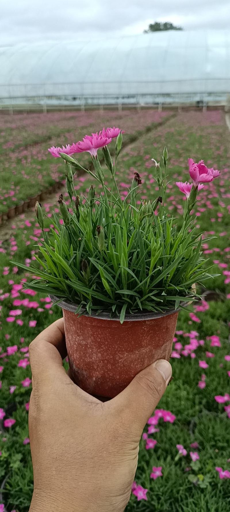 大量出售精品欧石竹需要的联系