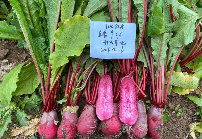 甜脆红心红皮萝卜种子四川地方特色品种抗热红萝卜种子根茎蔬