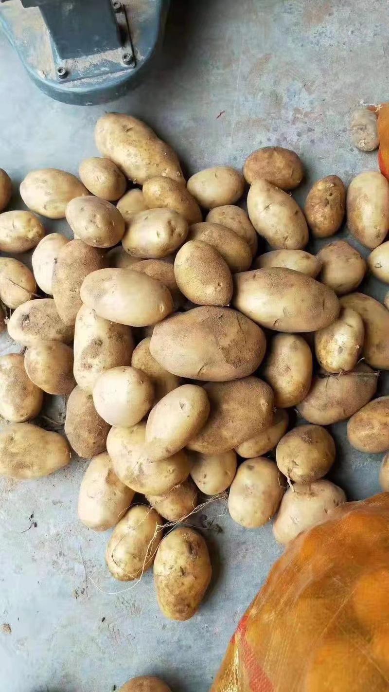 冷库直销v7土豆，荷兰十大量出售价格便宜质量好