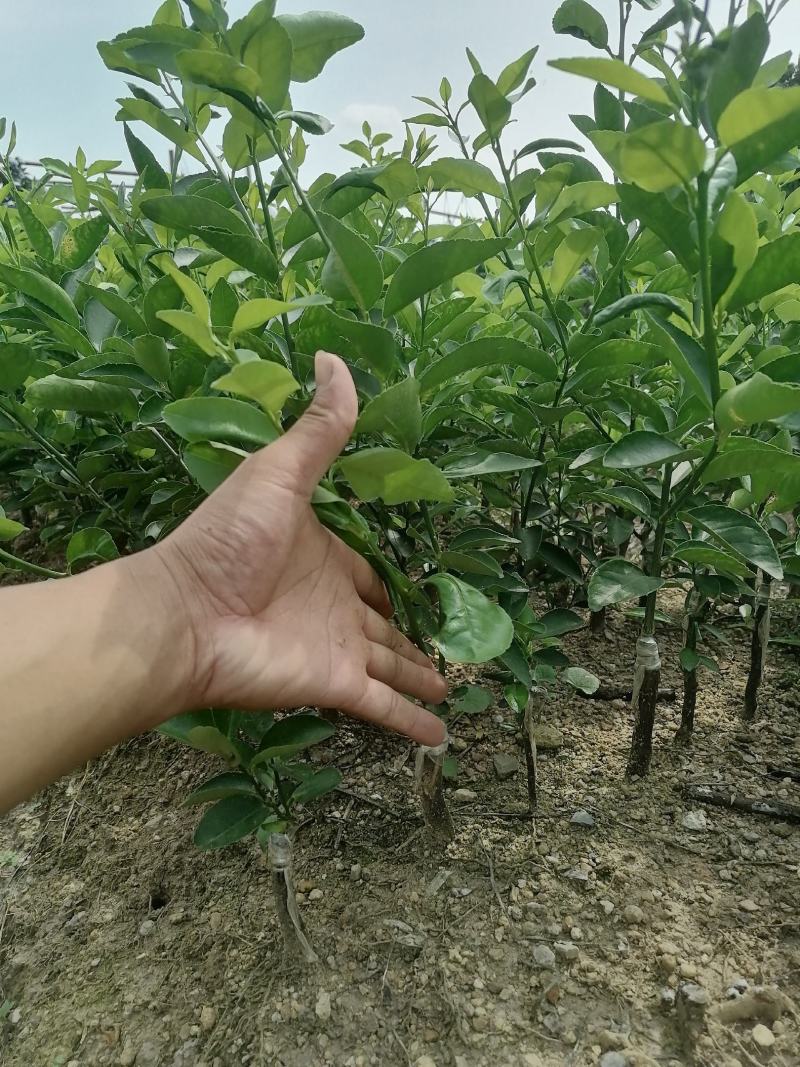 广东台湾香水柠檬苗