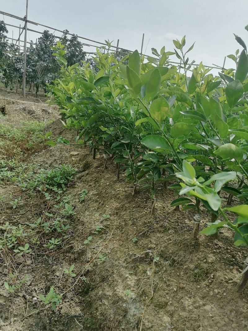 广东台湾香水柠檬苗
