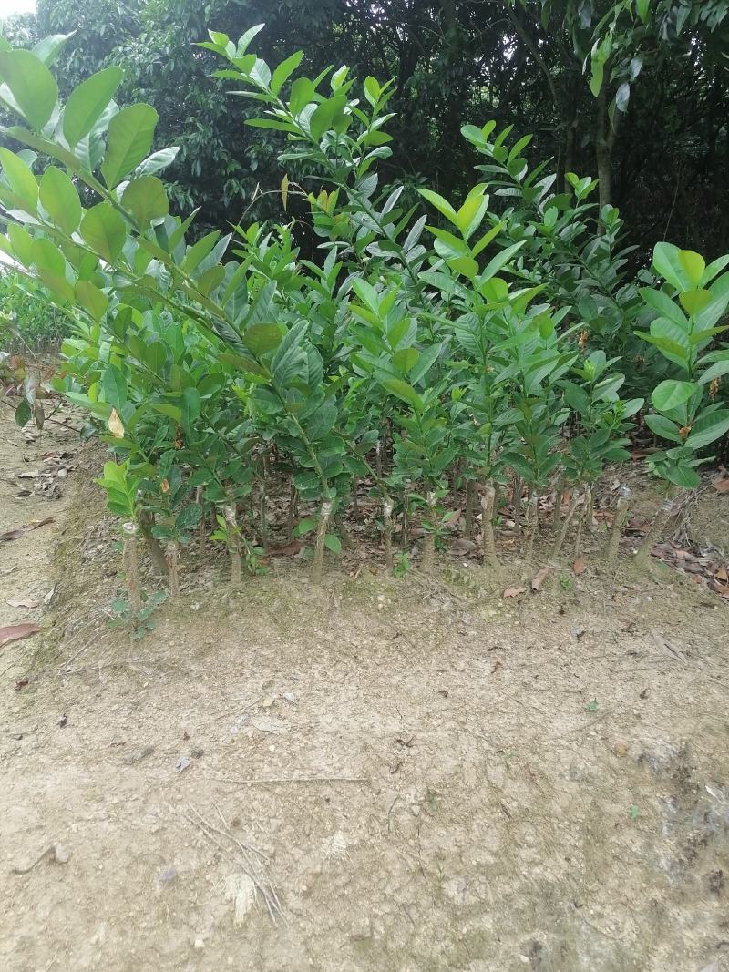 广东台湾香水柠檬苗