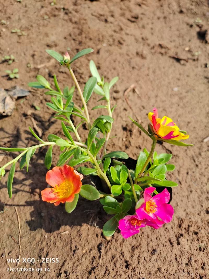 太阳花