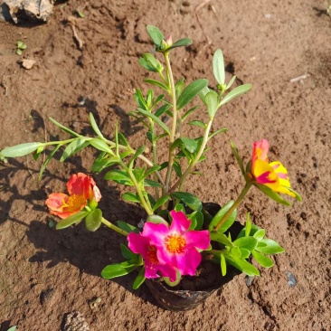 太阳花