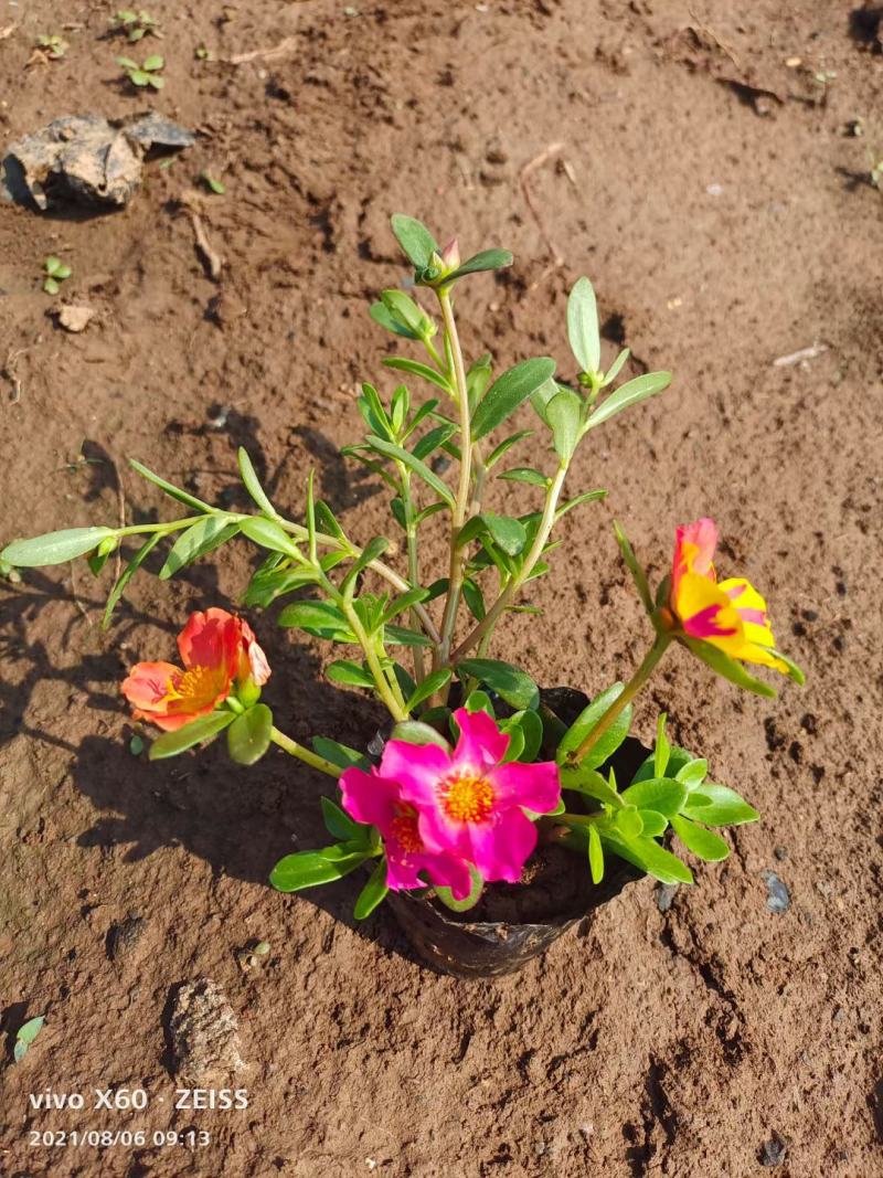 太阳花
