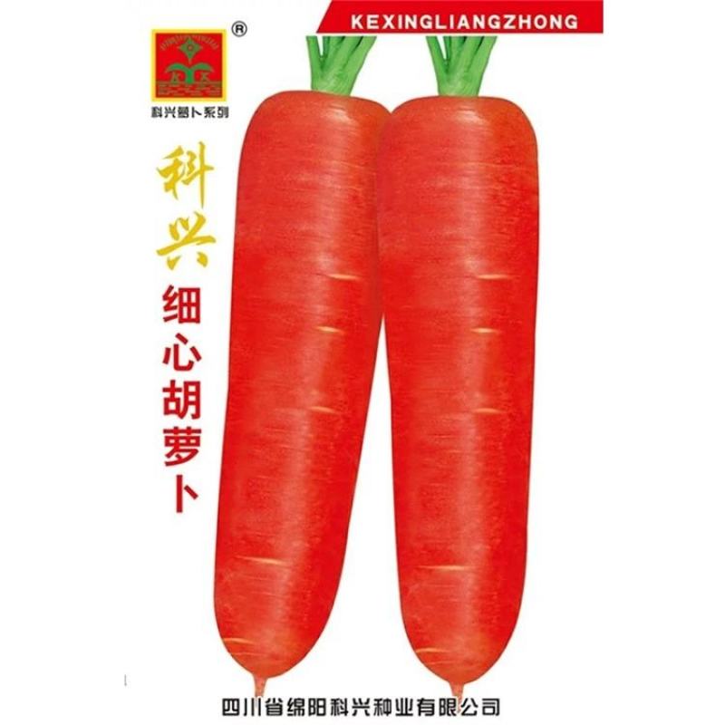 细心胡萝卜种子本地红胡萝卜种籽四川夏秋季农家田园蔬菜种孑