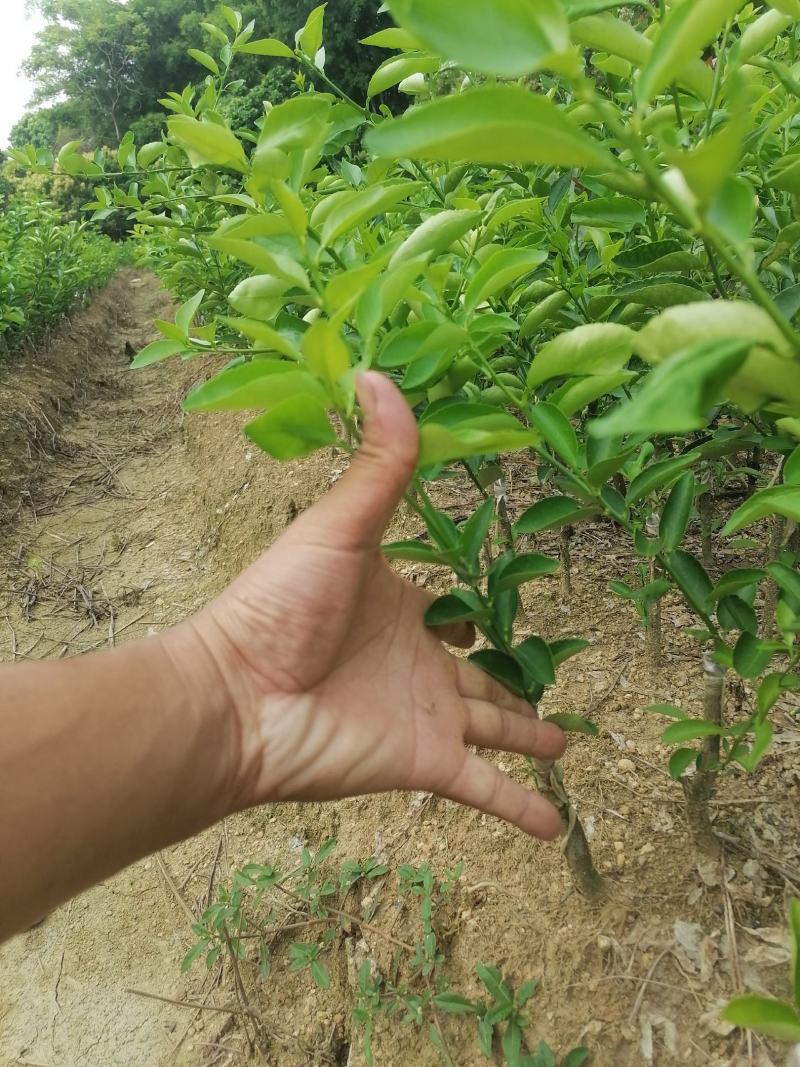 无籽青柠檬苗